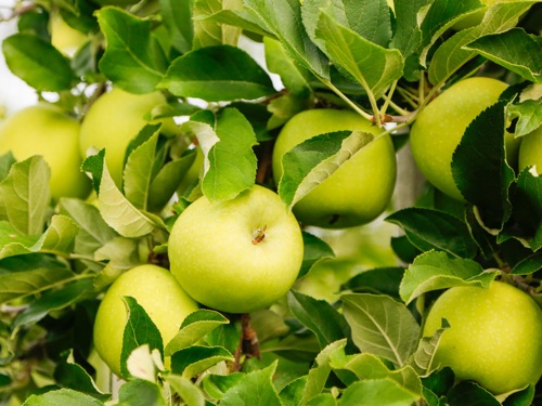 Obstbau